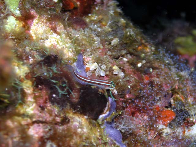 Striped triplefin blennie (Helcogramma striatum), Pulau Aur, West Malaysia