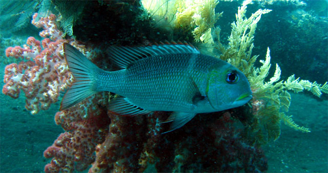 Big-eye emperor (Monotaxis grandoculis), Bali, Indonesia