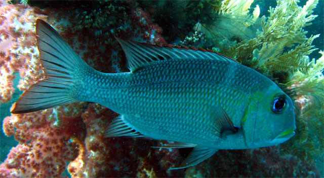 Big-eye emperor (Monotaxis grandoculis), Bali, Indonesia