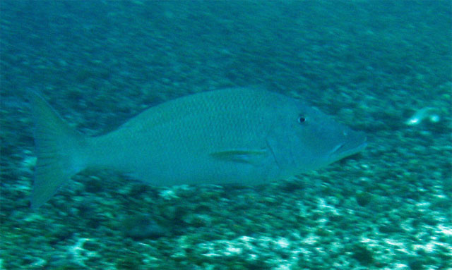 Longface emperor (Lethrinus olivaceus), Puerto Galera, Mindoro, Philippines