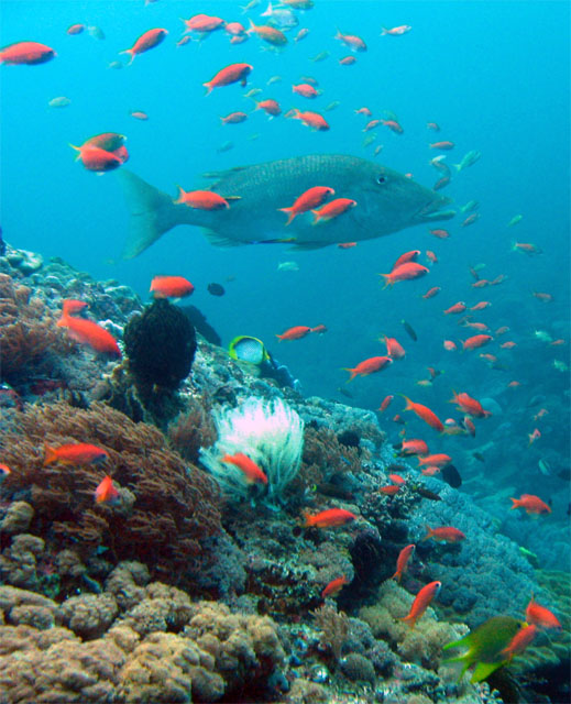 Longface emperor (Lethrinus olivaceus), Puerto Galera, Mindoro, Philippines