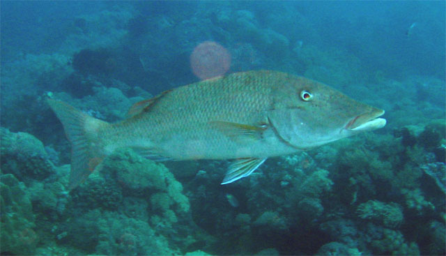 Longface emperor (Lethrinus olivaceus), Puerto Galera, Mindoro, Philippines