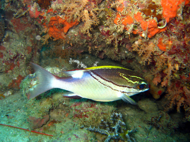 Bridled Monocle Bream (Scolopsis bilineatus), Pulau Aur, West Malaysia