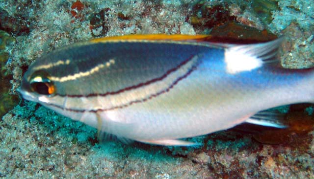 Bridled Monocle Bream (Scolopsis bilineatus), Pulau Aur, West Malaysia