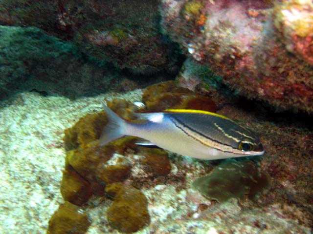 Bridled Monocle Bream (Scolopsis bilineatus), Pulau Aur, West Malaysia