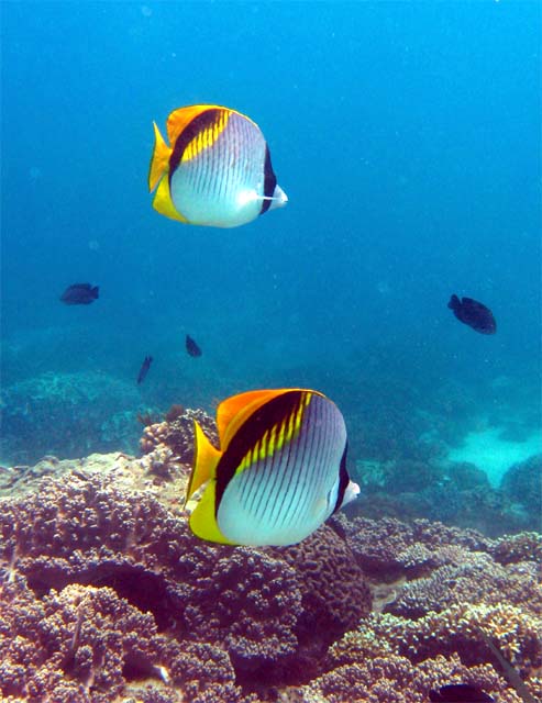 Lined Butterflyfish (Chaetodon lineolatus), Bali, Indonesia