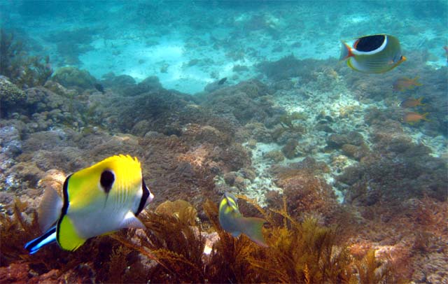 Left: Teardrop butterflyfish (Chaetodon unimaculatus). Right: Saddled butterflyfish (Chaetodon ephippium), Bali, Indonesia