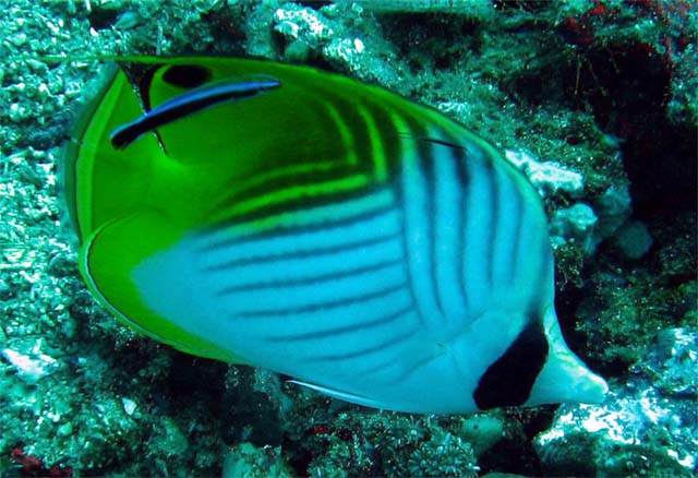 Threadfin butterflyfish (Chaetodon auriga), Bali, Indonesia