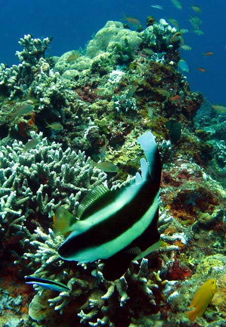 Pennant bannerfish (Heniochus chrysostomus), Bali, Indonesia