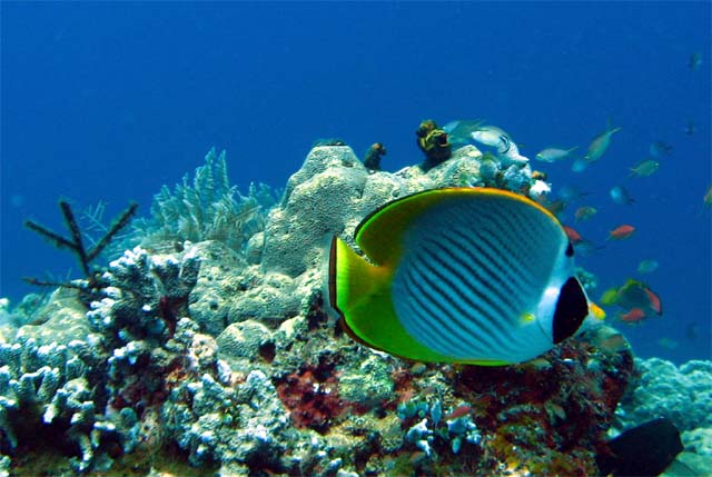 Panda butterflyfish (Chaetodon adiergastos), Bali, Indonesia