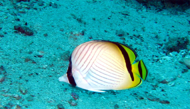 Vagabond butterflyfish (Chaetodon vagabundus), Puerto Galera, Mindoro, Philippines