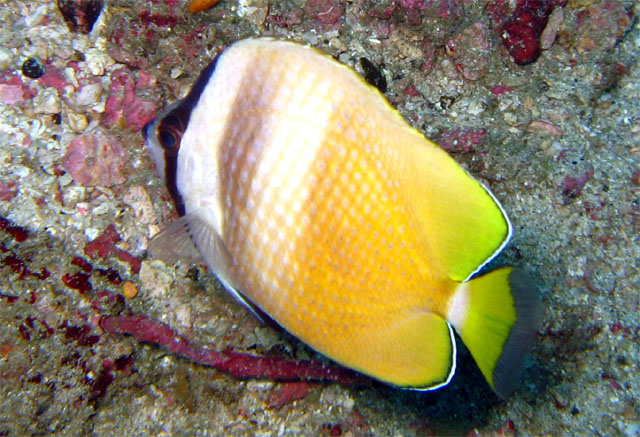 Blacklip butterflyfish (Chaetodon kleinii), Puerto Galera, Mindoro, Philippines