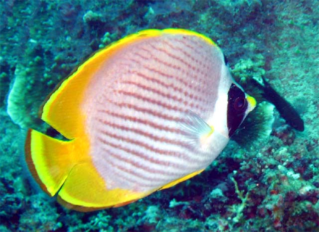 Panda butterflyfish (Chaetodon adiergastos), Pulau Aur, West Malaysia