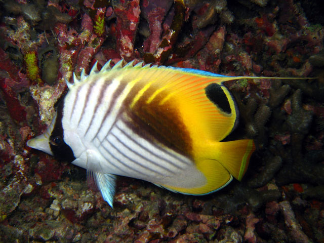 Threadfin butterflyfish (Chaetodon auriga), Pulau Aur, West Malaysia