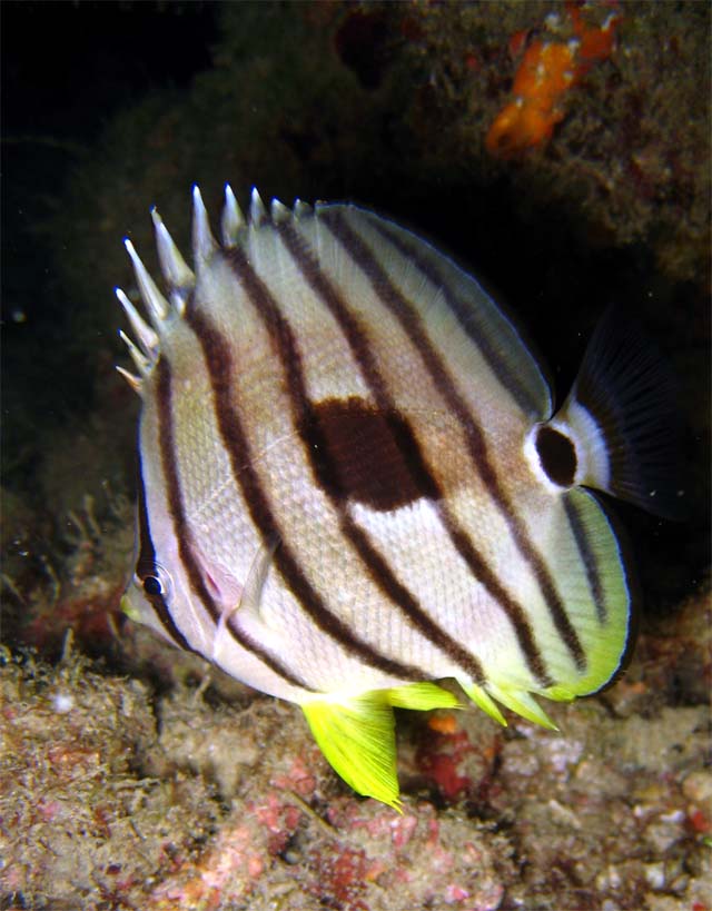 Eightbanded butterflyfish (Chaetodon octofasciatus), Pulau Redang, West Malaysia