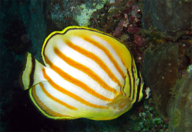 Ornate butterflyfish (Chaetodon ornatissimus), Puerto Galere, Mindoro, Philippines