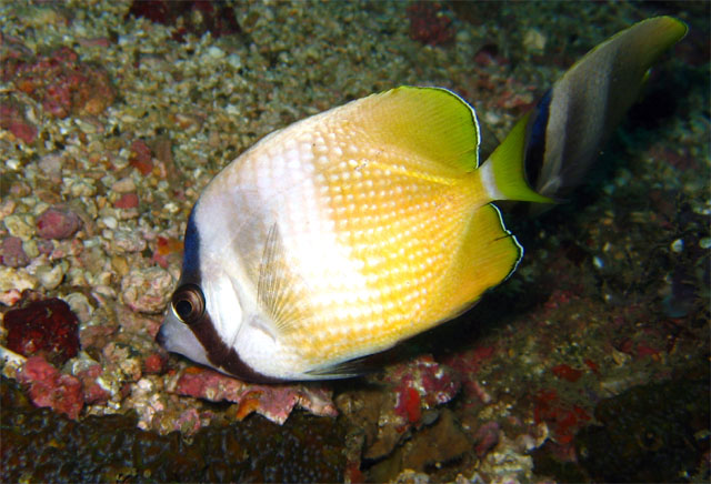 Blacklip butterflyfish (Chaetodon kleinii), Puerto Galera, Mindoro, Philippines