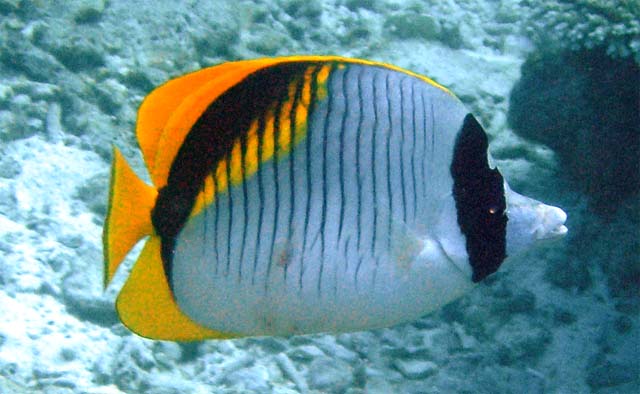 Lined Butterflyfish (Chaetodon lineolatus), Pulau Aur, West Malaysia