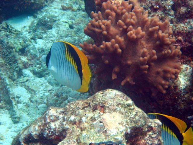 Lined Butterflyfish (Chaetodon lineolatus), Pulau Aur, West Malaysia