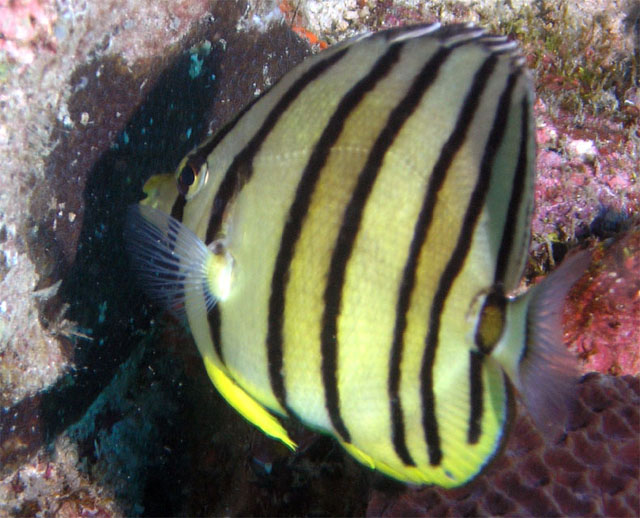 Eightbanded butterflyfish (Chaetodon octofasciatus), Pulau Redang, West Malaysia