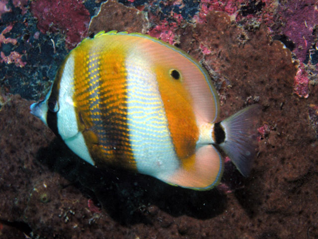 Orange-banded butterflyfish (Coradion chrysozonus), Pulau Redang, West Malaysia