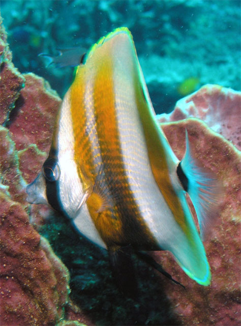 Orange-banded butterflyfish (Coradion chrysozonus), Pulau Redang, West Malaysia