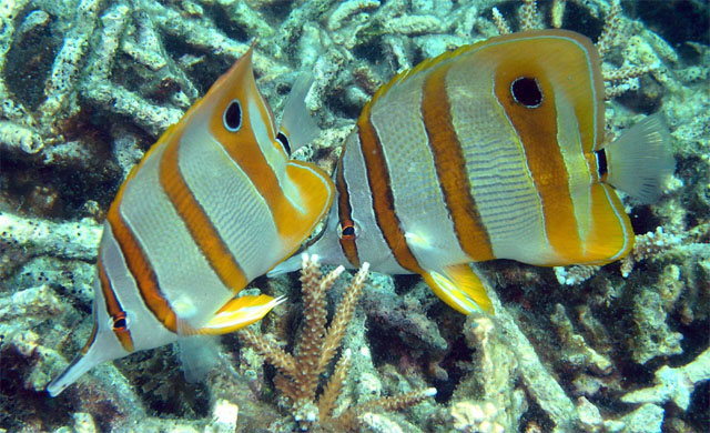 Long-beaked coralfish (Chelmon rostratus), Pulau Tioman, West Malaysia