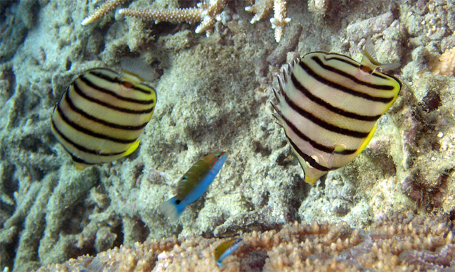 Eightbanded butterflyfish (Chaetodon octofasciatus), Pulau Tioman, West Malaysia