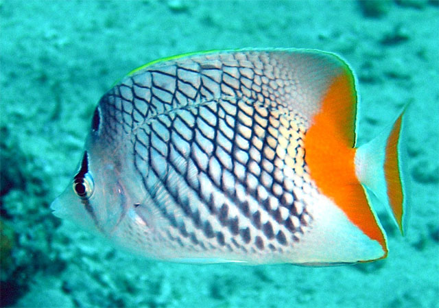 Crosshatch butterflyfish (Chaetodon xanthurus), Anilao, Batangas, Philippines