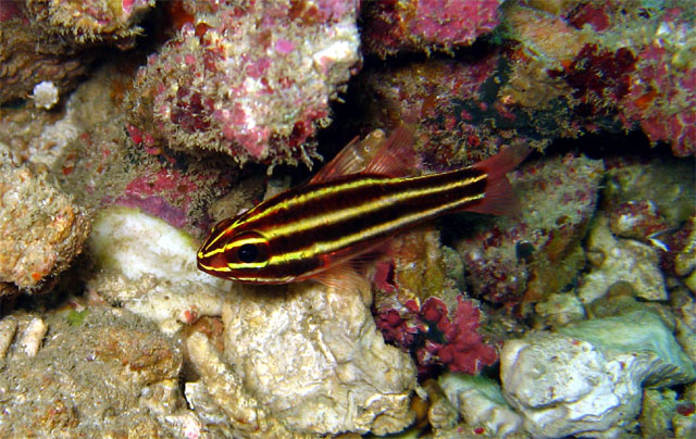 Blackstripe cardinalfish (Apogon nigrofasciatus), Puerto Galera, Mindoro, Philippines