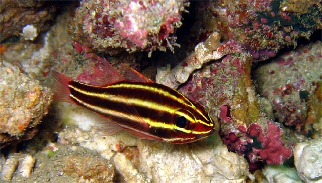 Blackstripe cardinalfish (Apogon nigrofasciatus), Puerto Galera, Mindoro, Philippines