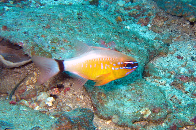 Ringtailed cardinalfish (Apogon aureus), Puerto Galera, Mindoro, Philippines