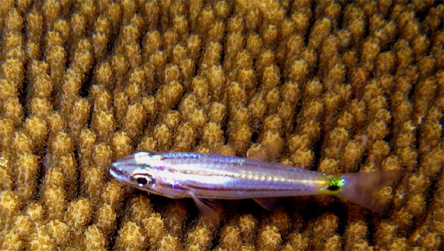 Toothy cardinalfish (Cheilodipterus isostigmus), Pulau Badas, Indonesia