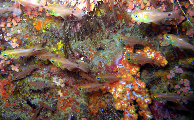 Flower cardinalfish (Apogon fleurieu), Pulau Aur, West Malaysia