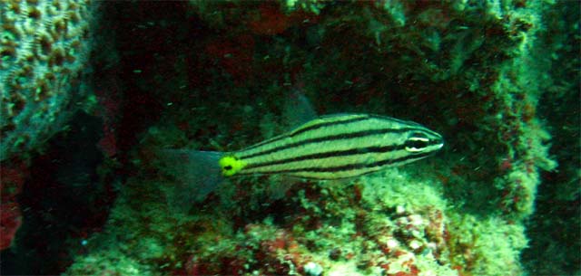 Toothy cardinalfish (Cheilodipterus isostigmus), Puerto Galera, Mindoro, Philippines