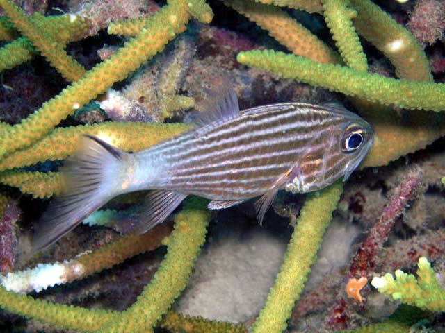 Tiger cardinalfish (Cheilodipterus macrodon), Pulau Aur, West Malaysia