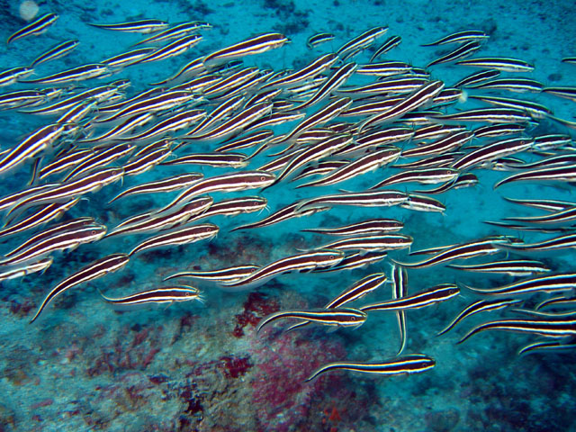 Striped eel catfish (Plotosus lineatus), Puerto Galera, Mindoro, Philippines