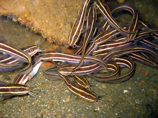 Striped eel catfish (Plotosus lineatus), Subic Bay, Philippines