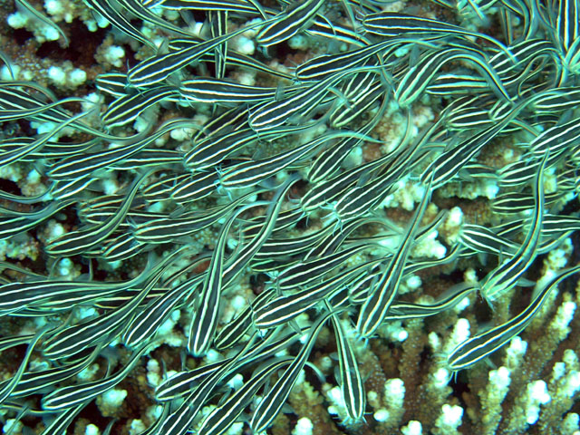 Striped eel catfish (Plotosus lineatus), Anilao, Batangas, Philippines
