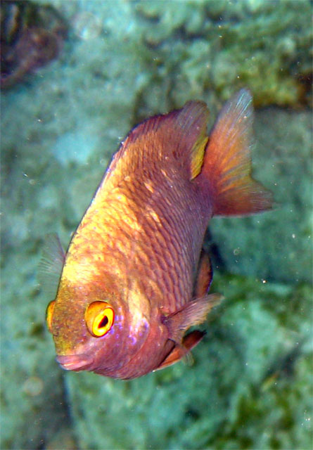 Smith's damsel (Pomacentrus smithi), Puerto Galera, Mindoro, Philippines