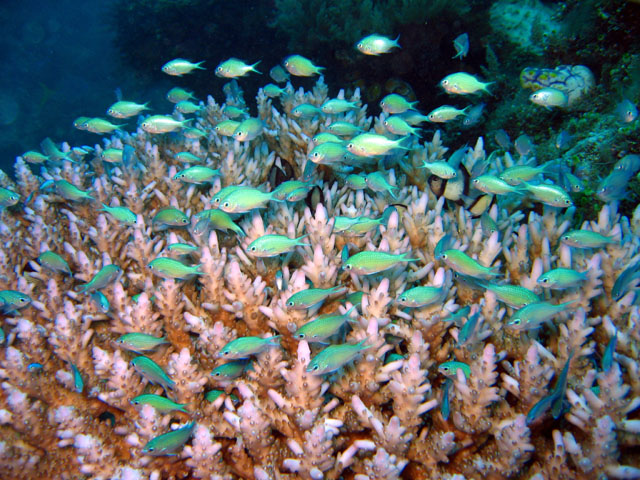 Blue-green chromis (Chromis viridis), Pulau Badas, Indonesia