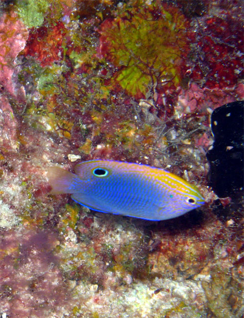 Princess damsel (Pomacentrus vaiuli), Pulau Badas, Indonesia