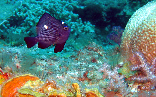 Juvinile Three-spot dascyllus (Dascyllus trimaculatus), Pulau Badas, Indonesia