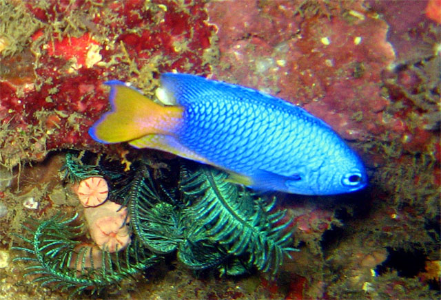 Goldtail demoiselle (Chrysiptera parasema), Puerto Galera, Mindoro, Philippines