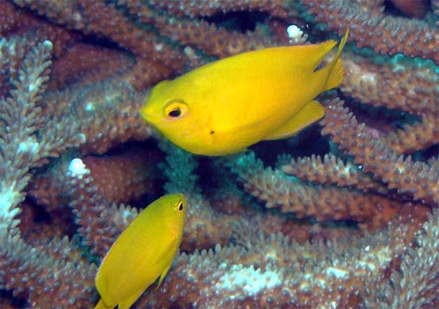 Lemon damsel (Pomacentrus moluccensis), Pulau Aur, West Malaysia