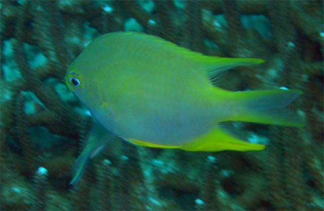 Golden damsel (Amblyglyphidodon aureus), Pulau Aur, West Malaysia