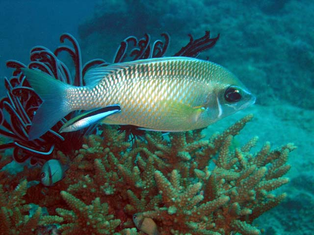 Yellow-axil chromis (Chromis xanthochira) with False cleanerfish (Aspidontus taeniatus), Pulau Aur, West Malaysia