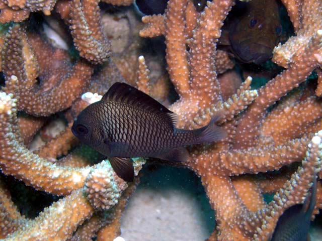 Spiny-tail puller (Acanthochromis polyacantha), Pulau Aur, West Malaysia