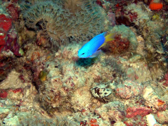 Goldbelly Damsel (Pomacentrus auriventris), Pulau Aur, West Malaysia