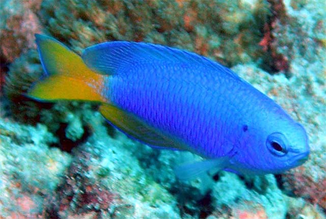 Goldbelly Damsel (Pomacentrus auriventris), Pulau Aur, West Malaysia